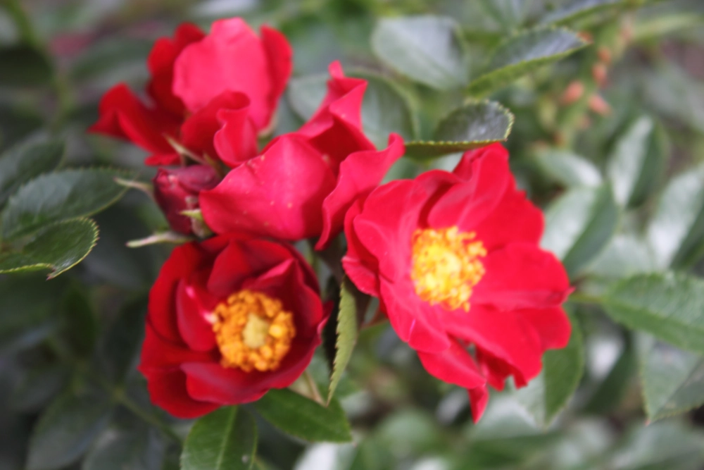 Kleinstrauchrose 'Bienenweide', 4 Liter Topf, rot Cover